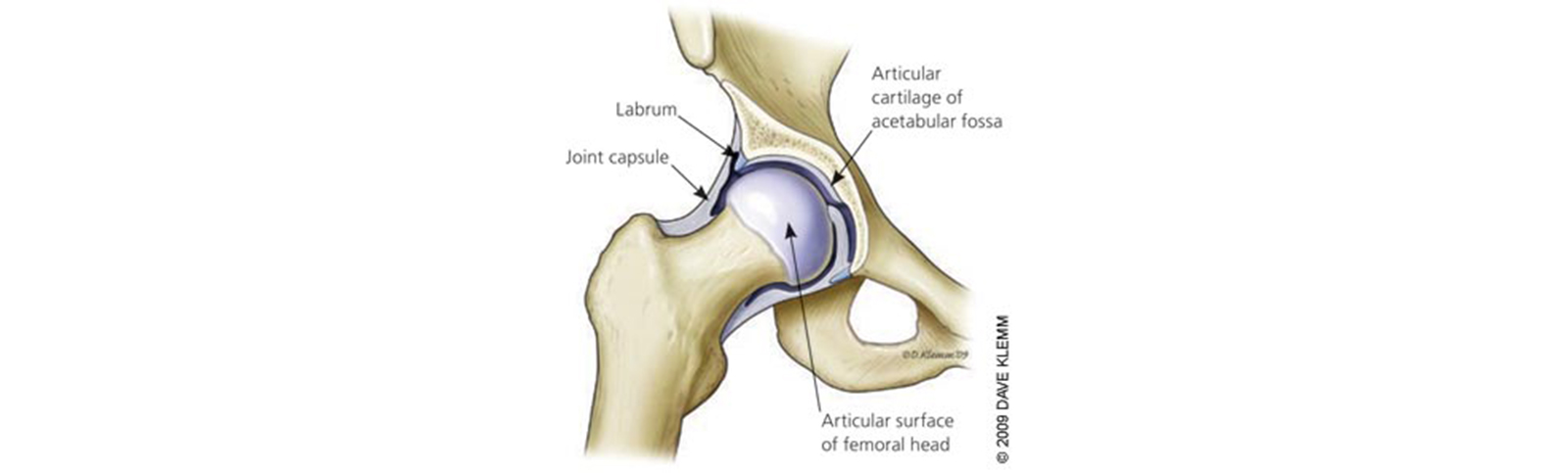 Hip joint image